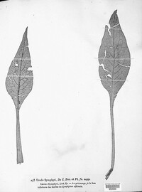 Pucciniastrum symphyti image